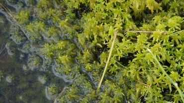 Torfmoosanbau im Hankhauser Moor. Bild: GABOT. Torfmoosanbau im Hankhauser Moor. Bild: GABOT.