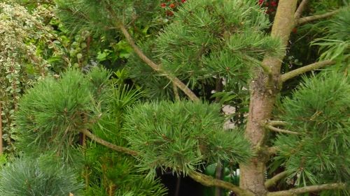 Baumschulpflanzen. Bild: GABOT.