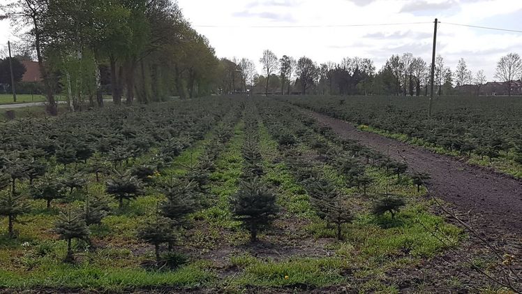 Nur ein natürlicher Weihnachtsbaum hat eine gute Klimabilanz. Bild: GABOT.