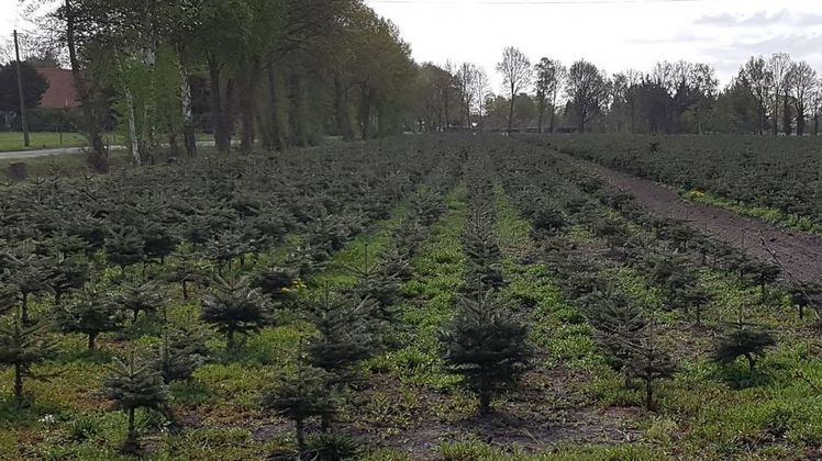 In Deutschland wurden auf einer Fläche von 20.100 Hektar Weihnachtsbäume angebaut. Bild: GABOT.
