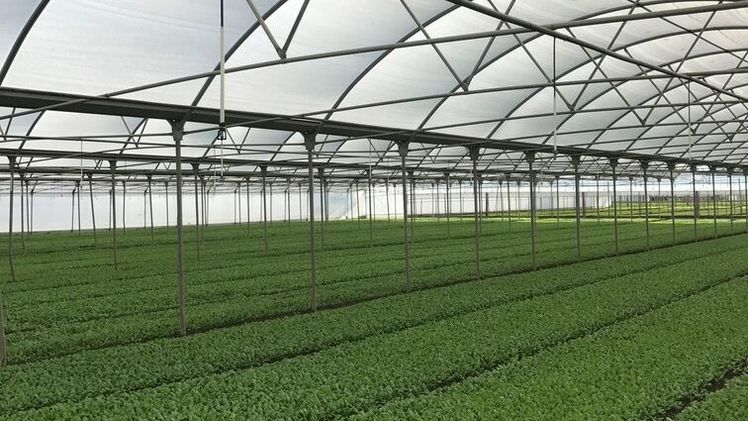 Der unter PRISMA® angebauter Spinat hatte die richtige Form, eine dunkelgrüne Farbe und eine starke Blattbildung. Bild: ARRIGONI.