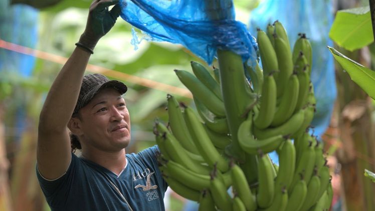 Fyffes ist der größte Importeur von Fairtrade-zertifizierten Bananen weltweit. Bild: Fyffes.