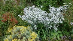 Held in schimmernder Rüstung: Das Riesen-Mannstreu (Eryngium giganteum) ist eine stattliche Erscheinung. Hier wacht der Recke über Bleiwurz (Ceratostigma, links) und das gelb blühende Graue Heiligenkraut (Santolina chamaecyparissus). Bild: GMH/Bettina Banse.
