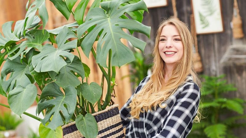 Rheinland: Monstera aus Erkelenz | Gabot.de