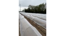 Grünspargelnetz zum Schutz vor Schadinsekten. Bild: Böckenhoff Folien GmbH.