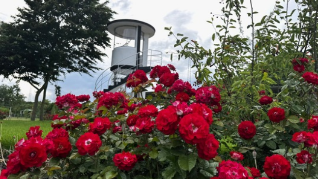 Die Rosen stehen in voller Blüte auf der Landesgartenschau Neuss. Bild: LAGA Neuss 2026 GmbH.
