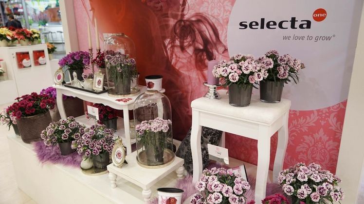 Das "Trendkonzept DiaDeur® rund um die besonders duftenden Topfnelken-Sorten Sophie, Sissy und Marie. Bild: Selecta One. 