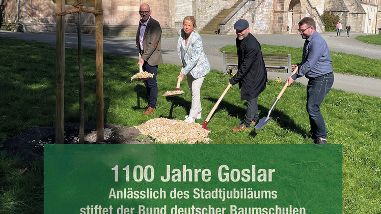 BdB pflanzt Zukunfts­baum in Goslar. Bild: BdB.