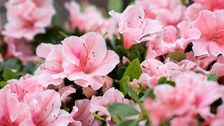 Encore® überzeugt mit einer verlässlichen Wiederblüte. Bild: Encore®.