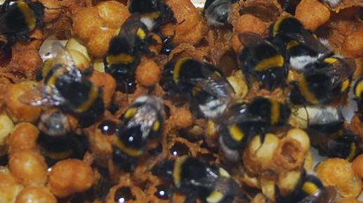 Der BdB weißt auf Bienennährgehölze als zusätzliche Maßnahme gegen das Bienensterben hin. Bild: GABOT.