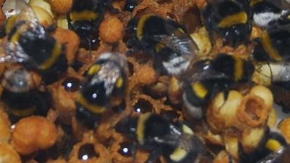 Das BVL bestätigt Zulassungsanträge für neue Insektengifte. Bild: GABOT. Das BVL bestätigt Zulassungsanträge für neue Insektengifte. Bild: GABOT.