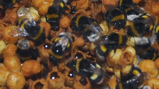 Die EU will in die Bienengesundheit investieren. Bild: GABOT.
