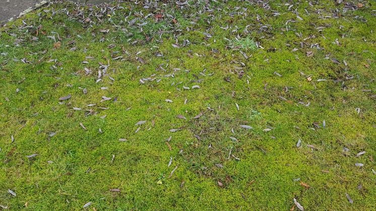 Laub sollte im Januar vom Rasen entfernt werden. Bild: GABOT.