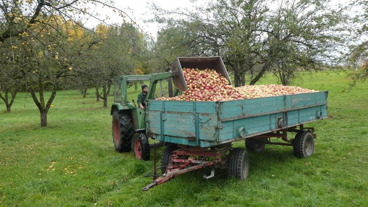 Wer in den Streuobstanbau neu einsteigen will, für den stellen sich viele Fragen. Das Netzwerk soll hier Antworten der Praxis anbieten. Bild: LfL.
