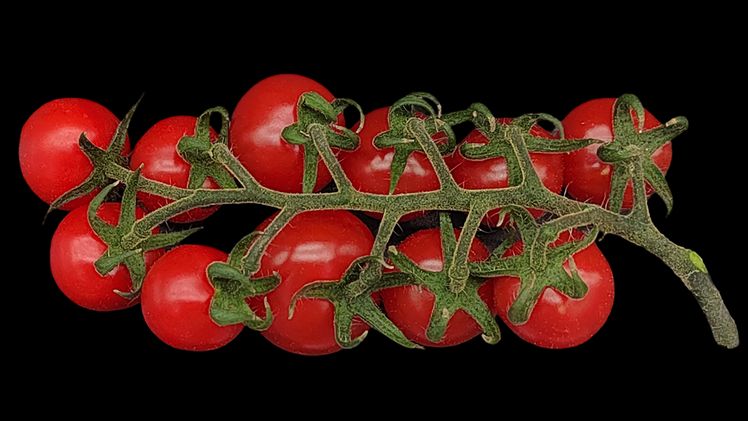 Tomatenfrüchte einer tetraploiden Tomatenpflanze (mit 48 Chromosomen), die in dieser Studie durch Kreuzung zweier verschiedener MiMe-Elterntomaten erzeugt wurde. Bild: Yazhong Wang.