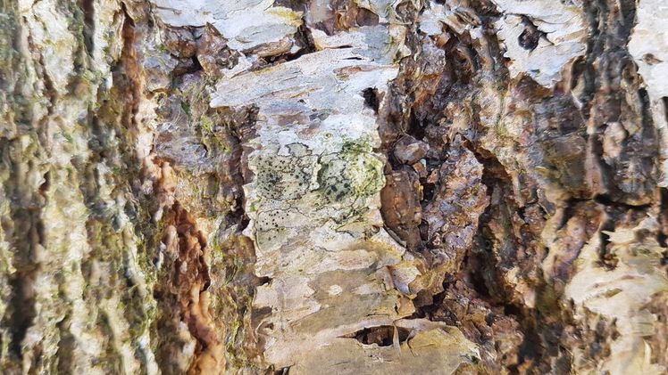 Die Birken sind von Experten untersucht worden. Bild: GABOT.