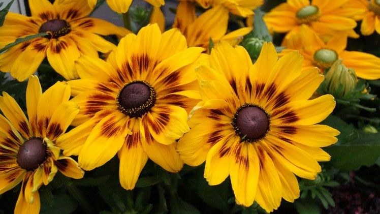 Die Landesgartenschauen in der Saale-Orla-Region und in Altenburg werden verschoben. Bild: GABOT.