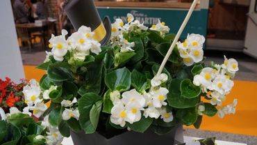 Gold für: Begonie x Tophat Weiß. Bild: GABOT.