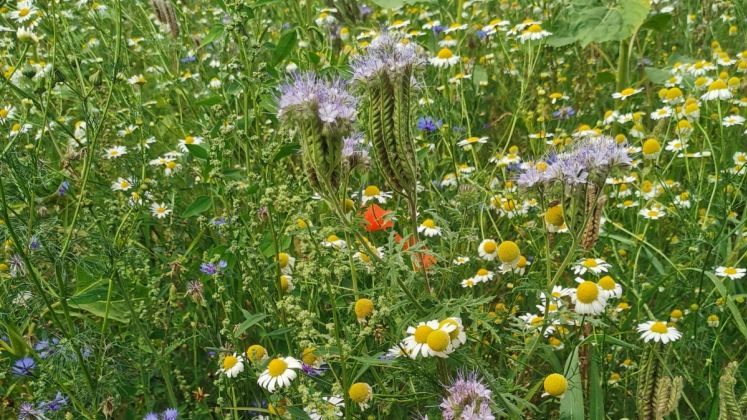 Gründüngung mit Phacelia - Blühflächen machen Gärten stressresistenter gegen die Auswirkungen des Klimawandels. Bild: Bayerischer Landesverband für Gartenbau und Landespflege e. V. Gründüngung mit Phacelia - Blühflächen machen Gärten stressresistenter gegen die Auswirkungen des Klimawandels. Bild: Bayerischer Landesverband für Gartenbau und Landespflege e. V.