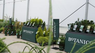 Botanico® rückt edle Nadelgehölze in den Fokus. Bild: zu Jeddeloh Pflanzenhandels-GmbH.