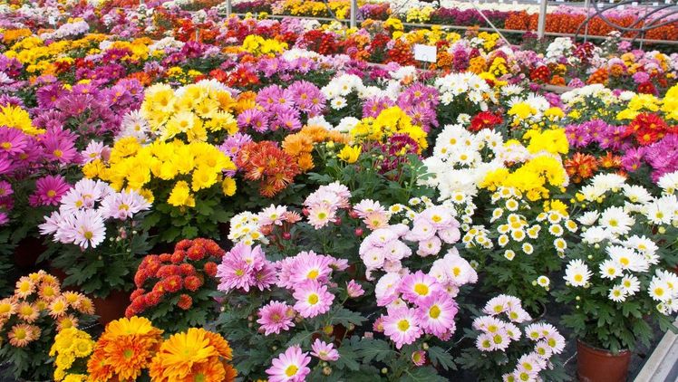 Die Chrysanthemen-Tage finden am Mittwoch, den 4. November und Donnerstag, den 5. November im Stammbetrieb Brandkamp statt. Bild: Brandkamp.