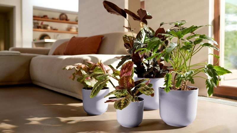 blumenkasten 6 eckig Sechseck Pflanzkübel Blumenkübel - Veischede