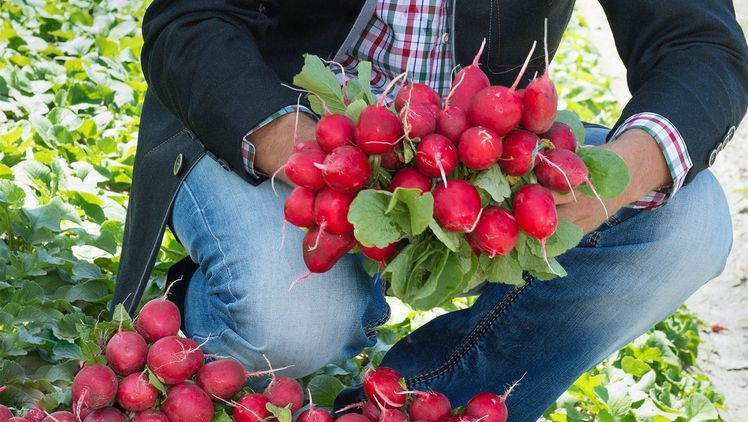 Täglich liefert Gemüsebauer Anton Giner aus Thaur neben Radieschen auch Jungzwiebel und Salate frisch an SPAR. Bild: SPAR.