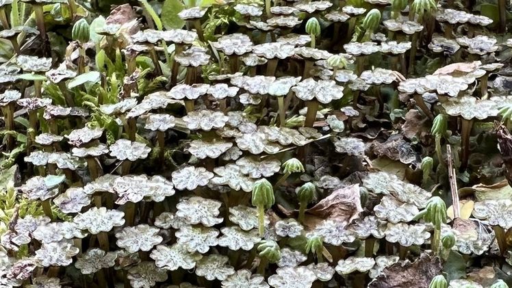 Marchantia in freier Natur. Bild: Prof. Hidefumi Shinohara, Fukui Prefectural University, Japan.