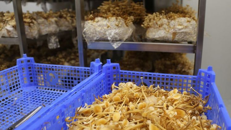 In den Räumlichkeiten der Kernser Edelpilze GmbH wachsen tausende Pilze. Bild: lid.ch / rho.