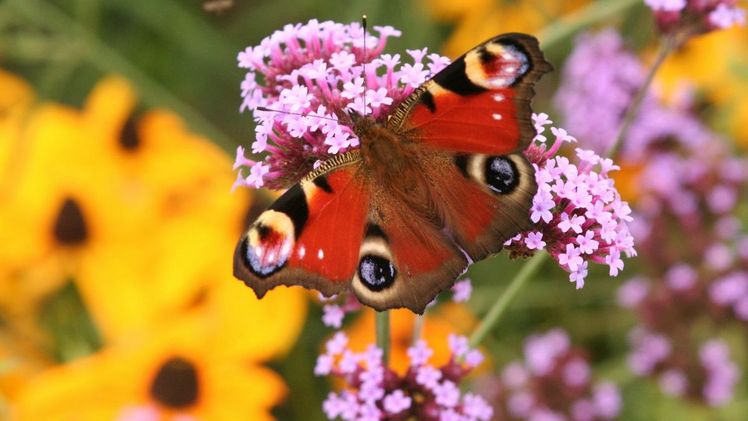 Gehölze sind ein Hauptträger der biologischen Vielfalt. Bild: BdB.