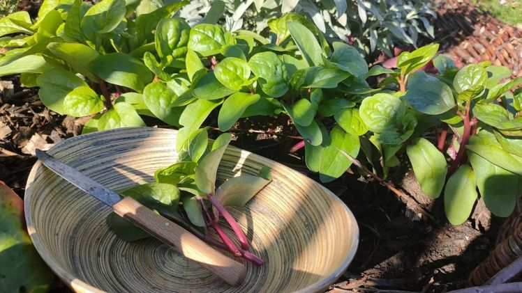 Malabar Spinat ein essbarer Sichtschutz. Bild: Blu.