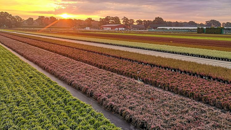 Calluna Gardengirls® bei Delger. Bild: Baumschule Delger.