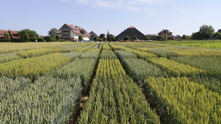 Aufbau eines Schweizer Netzwerks für die Phänotypisierung von Pflanzen. Bild: Agroscope.