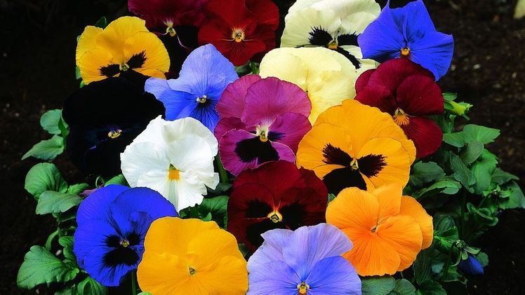 Ein breites Farbspektrum mit starker Farbwirkung, große Blüten und eine lange Blütezeit zeichnen die Serie der Delta®-Violen aus. Bild: Syngenta Flowers. 