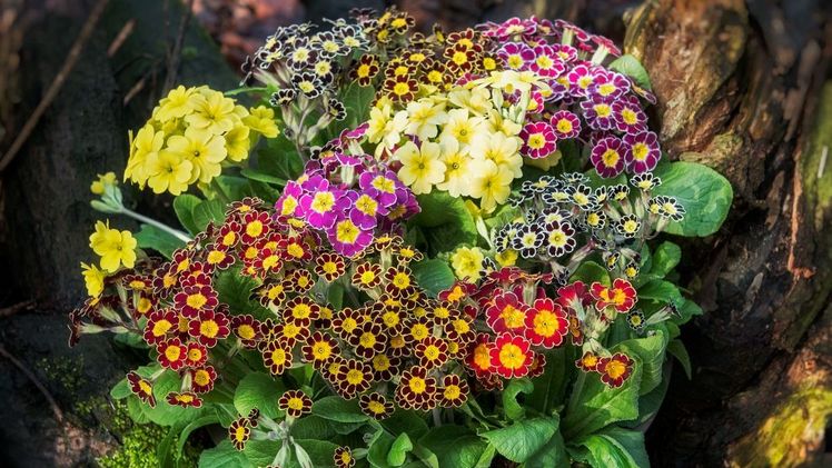 Victoriana Mischung. Bild: Ebbing-Lohaus.