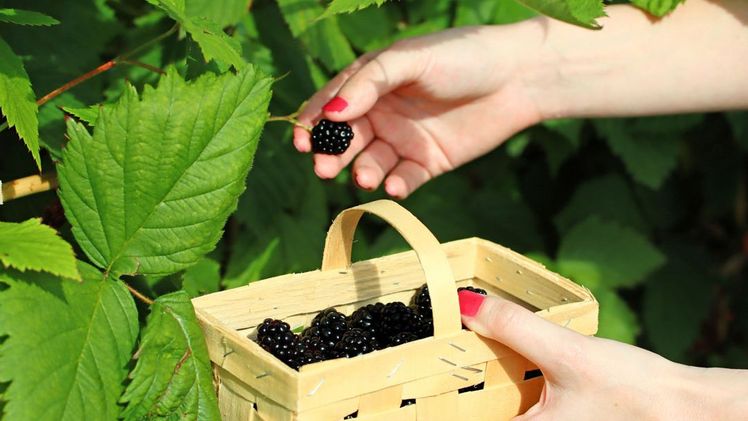 Die DIMA(S) Zwergbrombeere. Bild: Häberli Fruchtpflanzen GmbH.