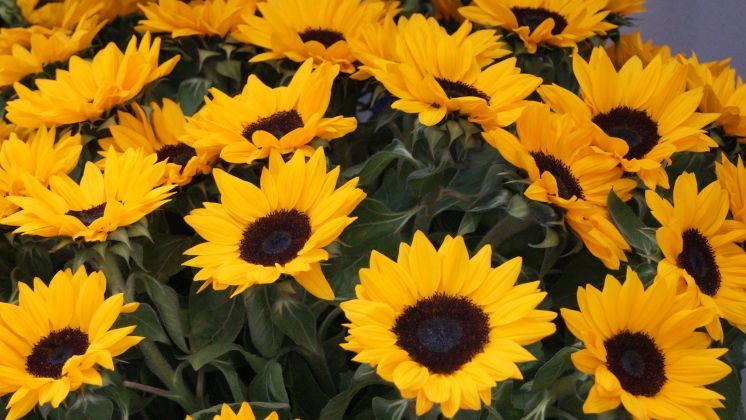 Neben den enormen touristischen Effekten sieht der TVDD auch die langfristigen städtebaulichen und ökologischen Potenziale einer BUGA. Bild: GABOT.