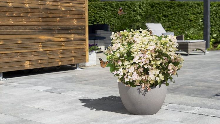 Lange Blütezeit von Juni bis September - (S)witch®. Bild: (S)witch®.