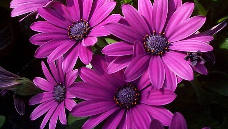 Der "Stammbaum des Lebens" für Blütenpflanzen wurde jetzt in der Fachzeitschrift "Nature" veröffentlicht. Bild: GABOT.