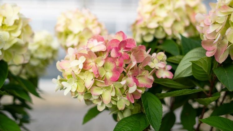 Robuste Rispenhortensie Bloody Marie®. Bild: Bloody Marie®.