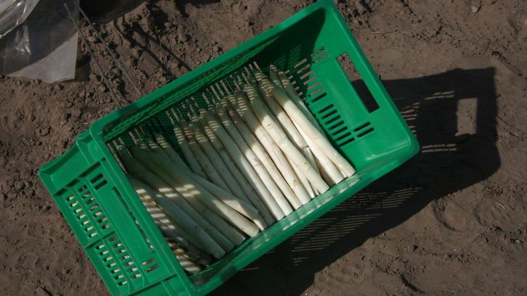 Die Spargel-Haupternte findet von Mitte April bis Ende Juni statt. Bild: GABOT.