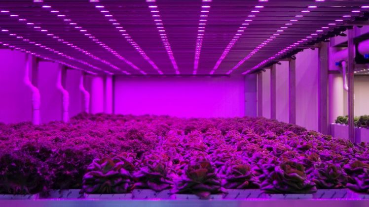 Die Gewinner der Vertical Farming World Awards 2022 werden am 20. September bekannt gegeben. Bild: GABOT.