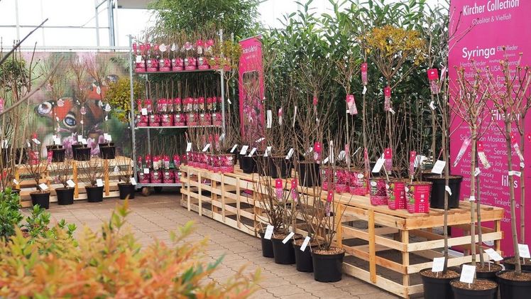 Winterausstellung in der Baumschule Roßkamp. Bild: Roßkamp.