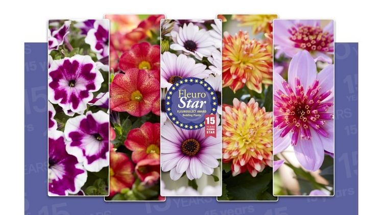 Die Einreichungen für den FleuroStar Award 2024. Bild: Fleuroselect.