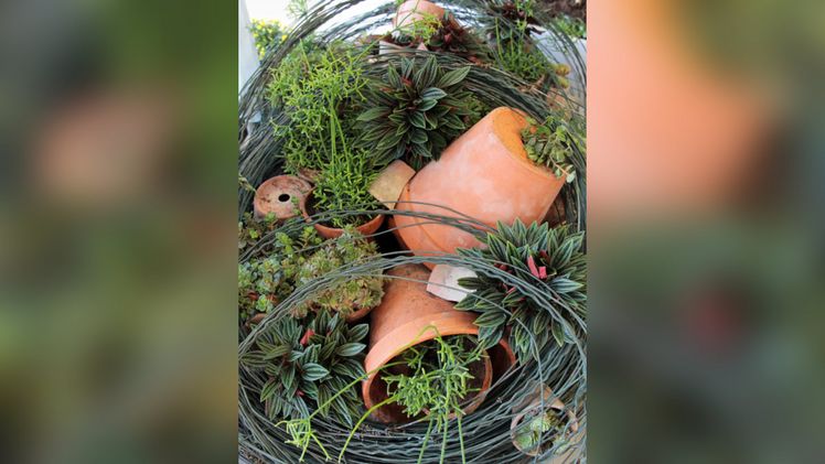 Gärtnerei Hermann Zürn gewann die Große Goldmedaille der Deutschen Bundesgartenschau-Gesellschaft (DBG) für ein sehr umfangreiches, interessantes Sortiment vieler Herbststauden und Grünpflanzen. Bild: DBG.