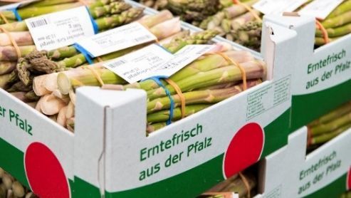 „Erntefrisch aus der Pfalz" ist in der diesjährigen Spargelsaison sehr gut bei den Partnern im LEH sowie bei Großmärkten angekommen. Bild: Pfalzmarkt eG.