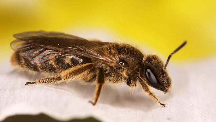 In einer aktuellen Studie untersuchen Biologen der Universität Ulm potenzielle Königinnenpheromone bei Furchenbienen. Bild:  Andreas Haselböck. 