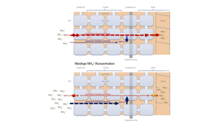 Schematische Darstellung des symplastischen und apoplastischen Transportwegs von Ammonium in die Wurzel. Bild: IPK Gatersleben.