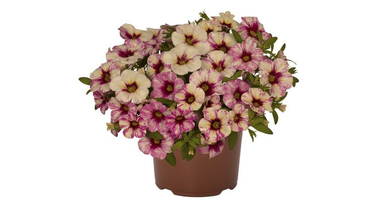 Rainbow Hot Pink hat Farbmuster, die von pastelligem Gelb bis hin zu kräftigen Pink reichen. Foto: Dümmen Orange.