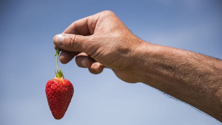 Erdbeeren stecken voller Vitamine – insbesondere Vitamin C ist in relativ hoher Konzentration enthalten. Bild: BVEO.